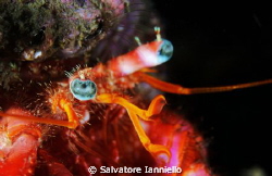 Occhio turchese by Salvatore Ianniello 